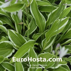 Hosta Moerheim - Eurohosta