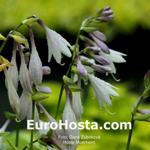 Hosta Moerheim - Eurohosta