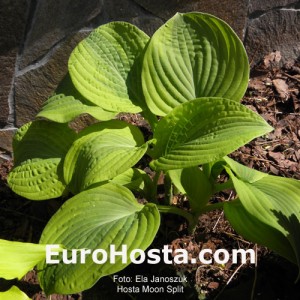 Hosta Moon Split - Eurohosta