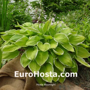 Hosta Moonlight - Eurohosta