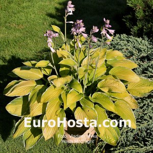 Hosta Moonlight - Eurohosta