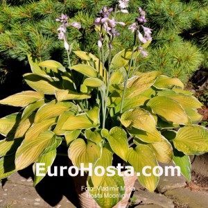 Hosta Moonlight - Eurohosta