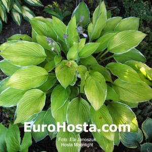 Hosta Moonlight - Eurohosta