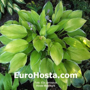 Hosta Moonlight - Eurohosta