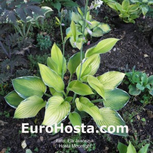 Hosta Moonlight - Eurohosta