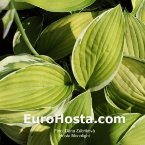 Hosta Moonlight - Eurohosta