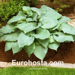 Hosta Moonlight Sonata