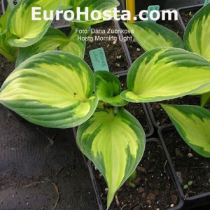 Hosta Morning Light - Eurohosta