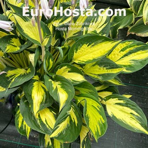 Hosta 'Morning Star' - Eurohosta