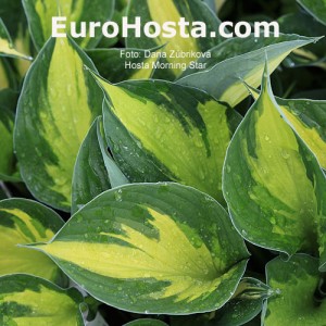 Hosta 'Morning Star' - Eurohosta