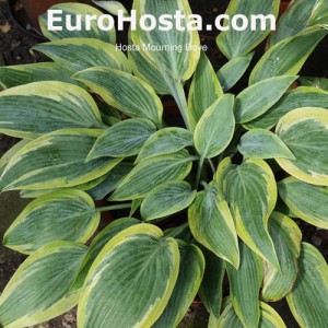 Hosta Mourning Dove