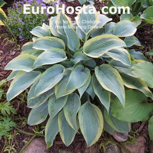 Hosta Mourning Dove