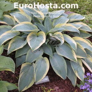 Hosta Mourning Dove