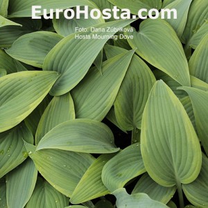 Hosta Mourning Dove