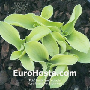 Hosta Mouse Metamorphosis