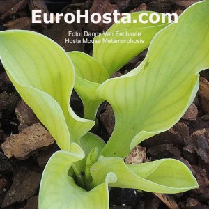 Hosta Mouse Metamorphosis