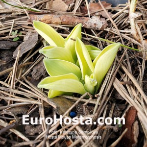 Hosta Mouse Metamorphosis