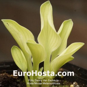 Hosta Mouse Metamorphosis