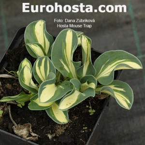 Hosta Mouse Trap