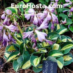 Hosta Mouse Trap