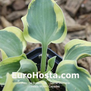 Hosta Mouse Capades