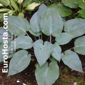 hosta mr blue eurohosta