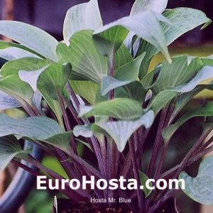 hosta mr blue eurohosta