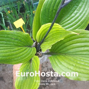 Hosta  Mr Jack