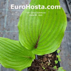 Hosta  Mr Jack