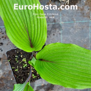 Hosta  Mr Jack