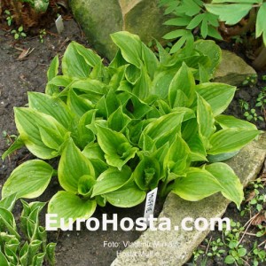 Hosta Muffie