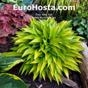 Hosta Munchkin Fire