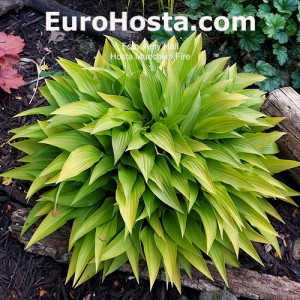 Hosta Munchkin Fire