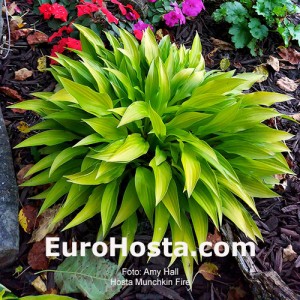 Hosta Munchkin Fire