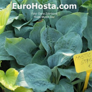 Hosta Mystic Star - Eurohosta