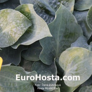 Hosta Mystic Star - Eurohosta