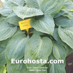 Hosta Mystic Star