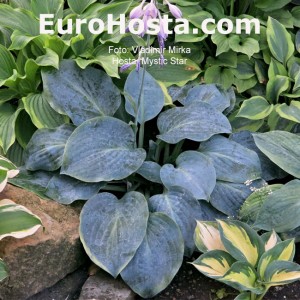 Hosta Mystic Star