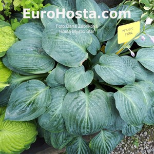 Hosta Mystic Star