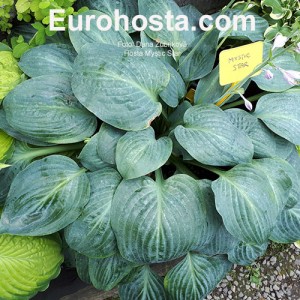 Hosta Mystic Star - Eurohosta