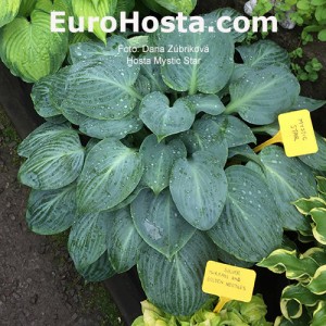 Hosta Mystic Star