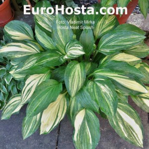 Hosta Neat Splash