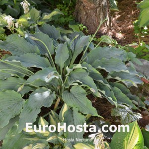 Hosta Neptune - Eurohosta