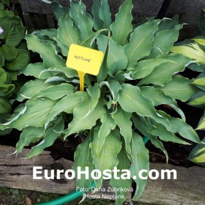 Hosta Neptune - Eurohosta