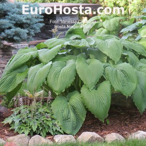 Hosta Niagara Falls