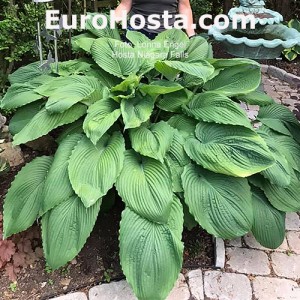 Hosta Niagara Falls