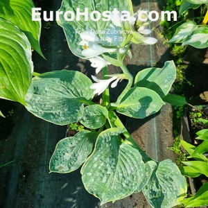 hosta Nifty Fifty