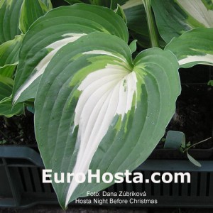 Hosta Night Before Christmas - Eurohosta