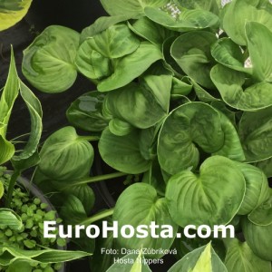 Hosta Nippers - Eurohosta