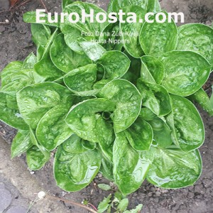 Hosta Nippers